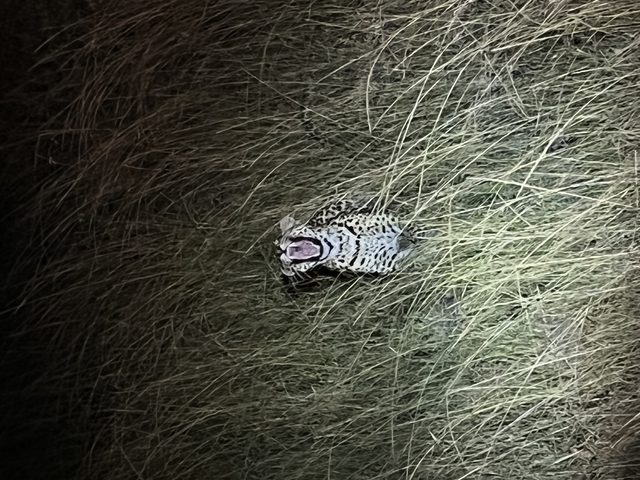       Leopard in tall grass at night.
  