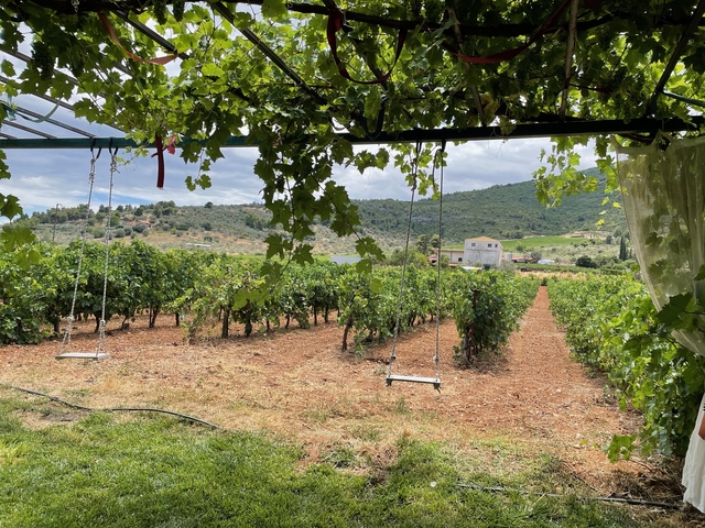       Vineyard with swings and rows of grapevines on a sunny day.
  