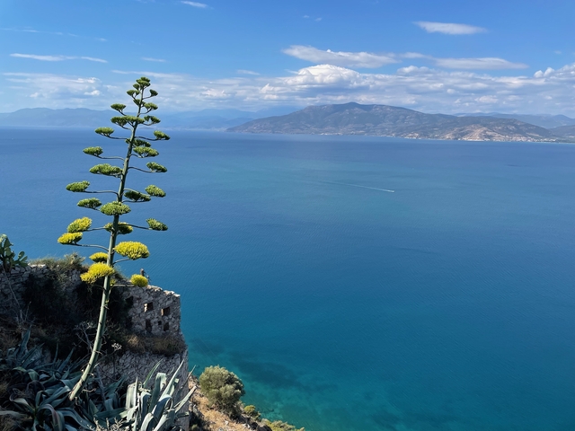       Tall flowering plant with an expansive view of the ocean and mountains.
  
