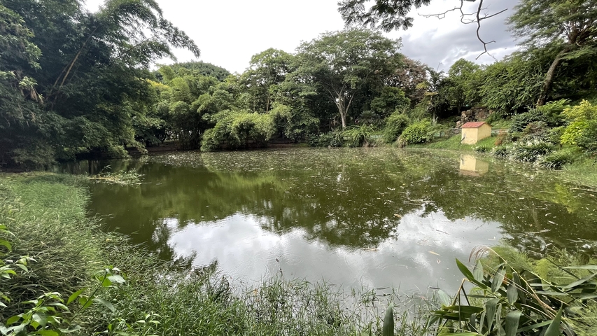       Pond surrounded by lush trees with reflections.
  