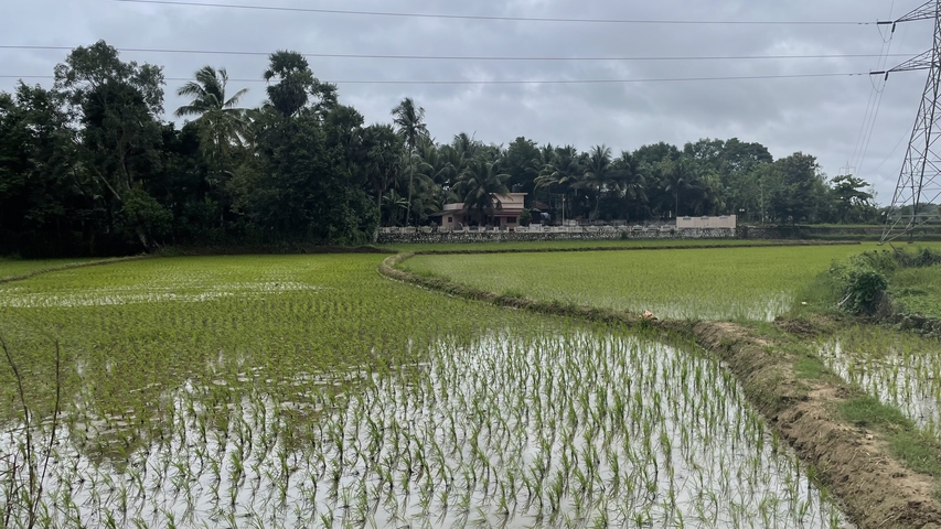       Green rice paddy fields with palm trees and distant structures under an overcast sky.
  