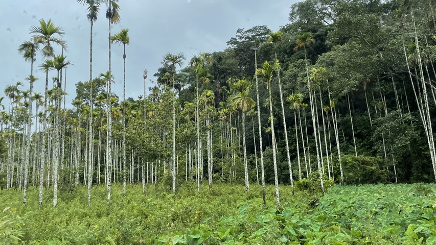       Tall trees in a green field, possibly a plantation.
  