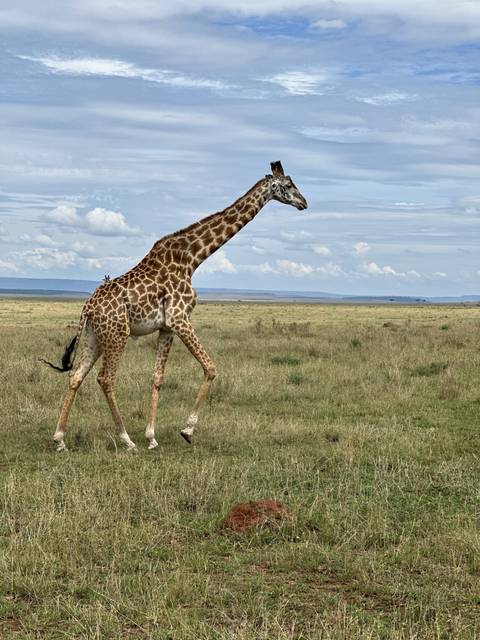 Giraffe standing on open grassland.