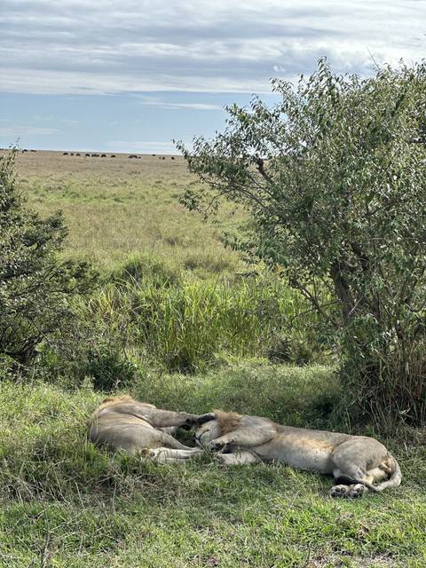 Lions resting in grassy area near trees.