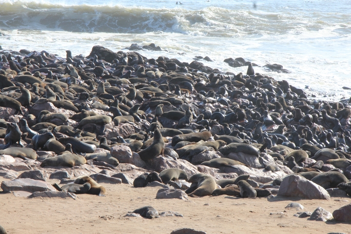       Large group of seals resting on the rocky shore by the ocean.
  
