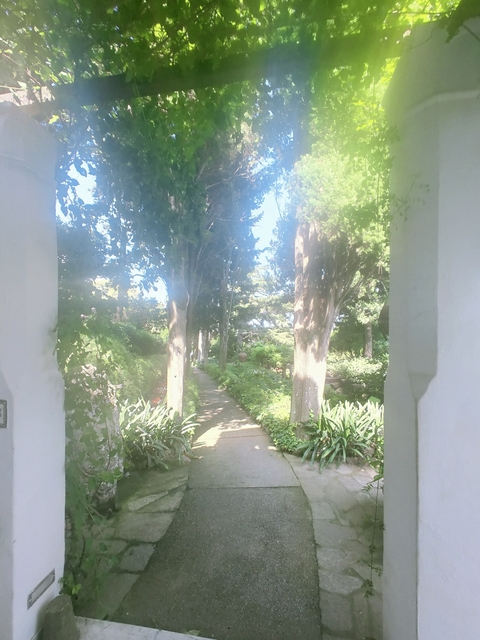       Pathway in a garden with trees and sunlight
  