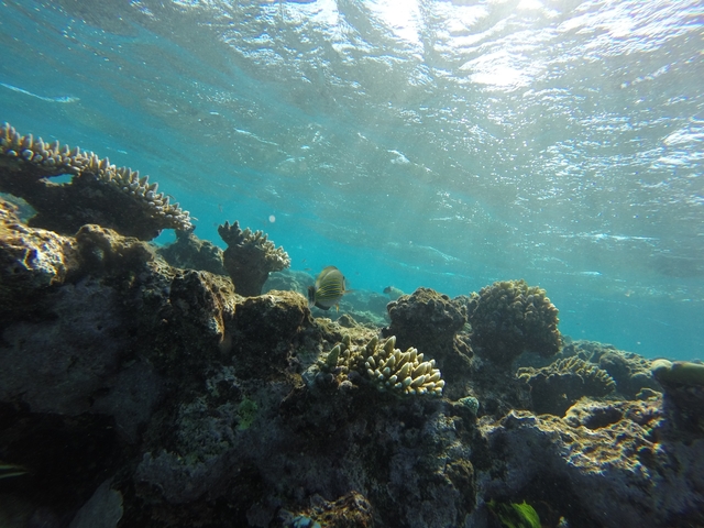 Underwater view of coral reefs and marine life