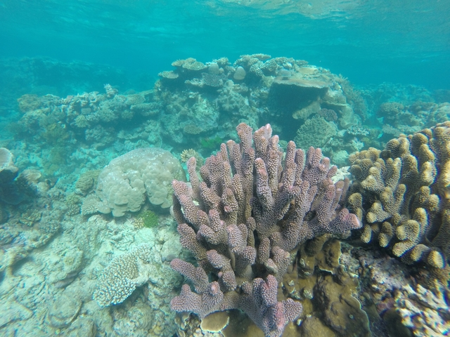 Colorful coral reef under clear water