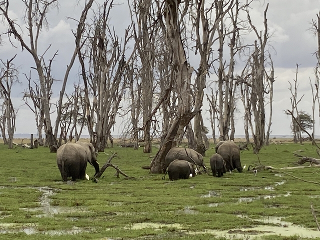 Elephants grazing amongst dead trees.