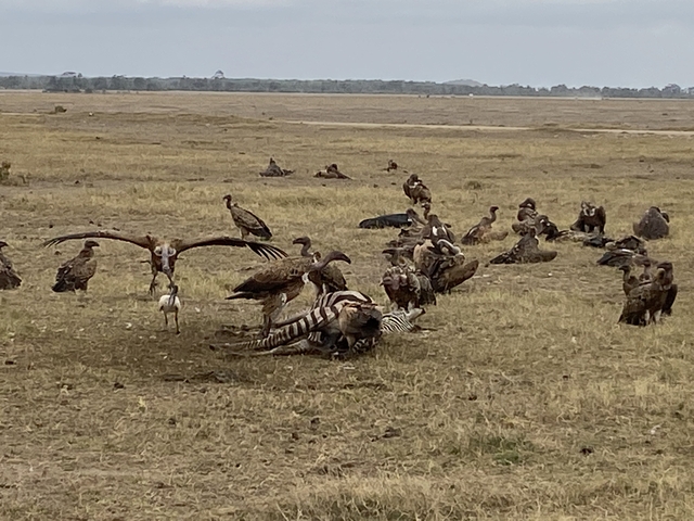 Group of vultures surrounding a carcass on a savannah.