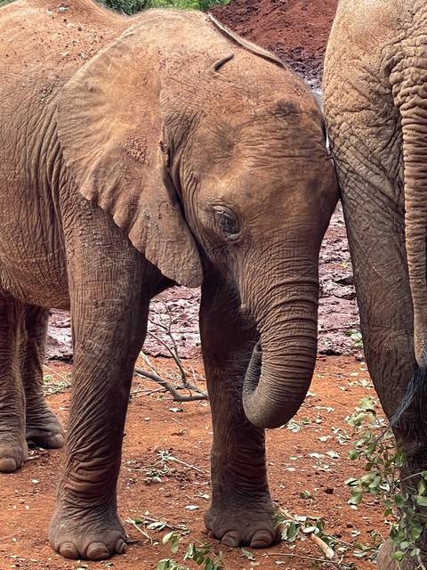 Elephant calf standing in a reddish soil environment.