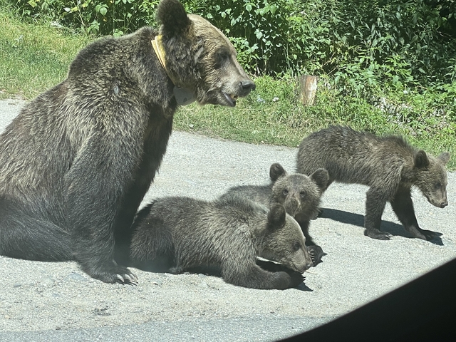 A bear family resting by the roadside.