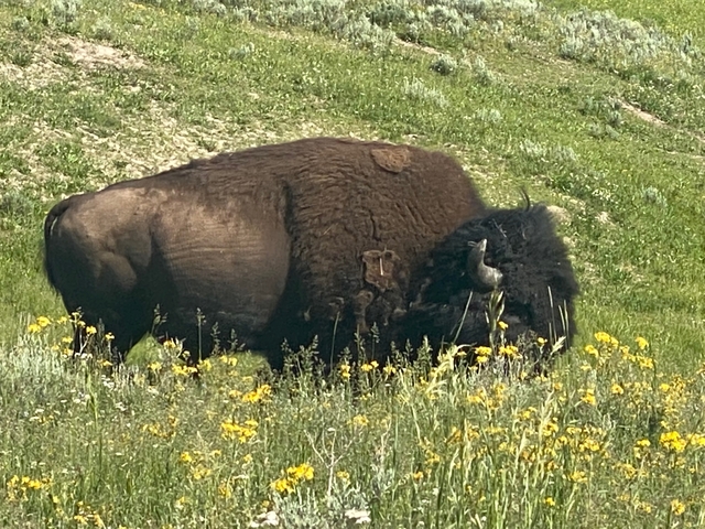 A large bison grazing in a field.
