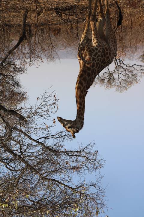       Giraffe and trees against the sky.
  