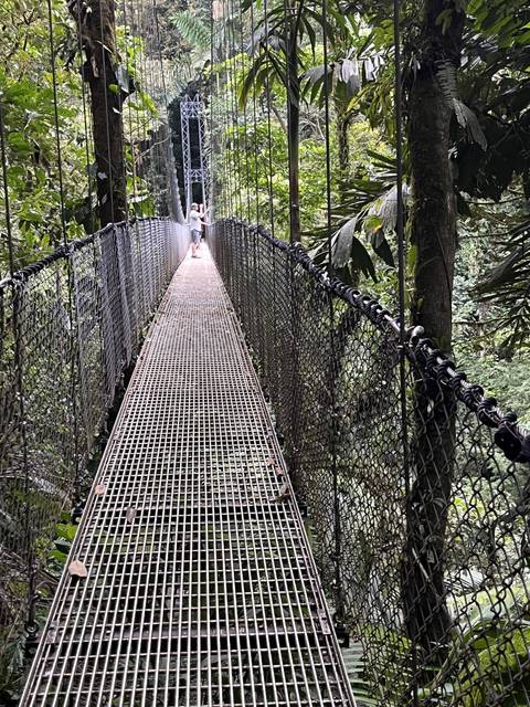 Suspension bridge in a lush forest.
