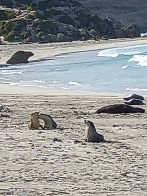 Seals on the beach near a body of water.