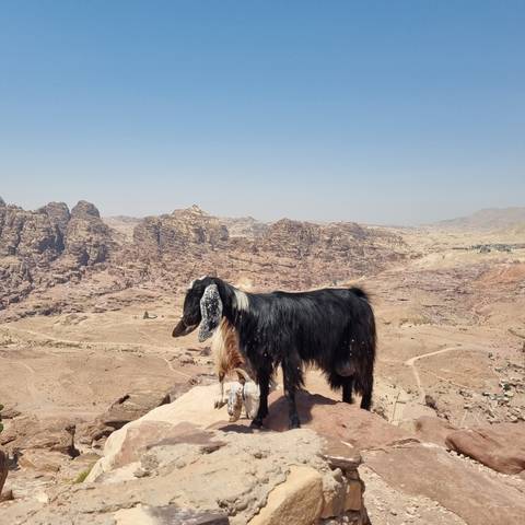       Goat standing on a rocky slope with a distant desert view.
  
