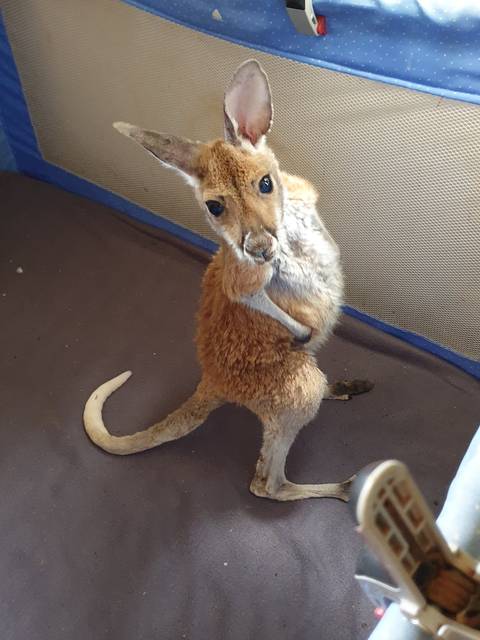       A young kangaroo comfortably lounging indoors.
  