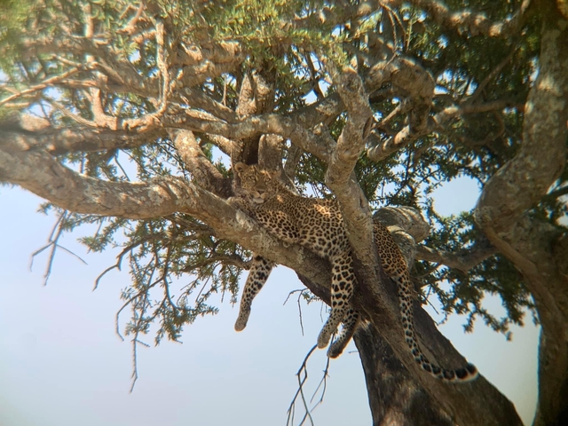 Leopard resting on tree branches.