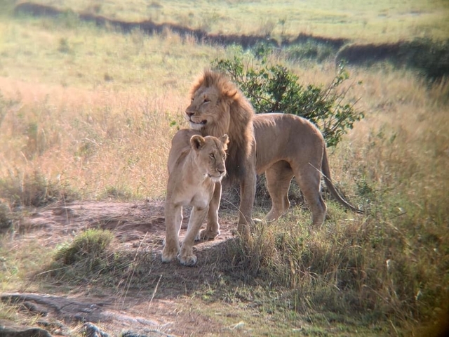       foto de reseña de cliente de Safari de lujo de 4 días por Masai Mara y el lago Nakuru en un 4x4 Jeep Land Cruiser 
  