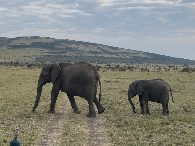 Elephants walking across a savannah landscape.
