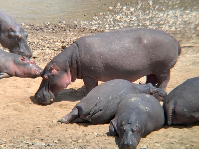 Klantbeoordelingsfoto van Luxueuze safari in Maasai Mara & Lake Nakuru – per 4WD Land Cruiser Jeep – 4 dagen 