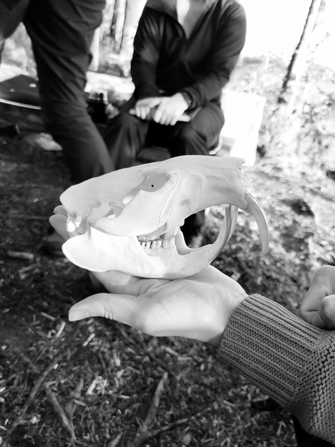 Black and white photo of an animal skull in hand.