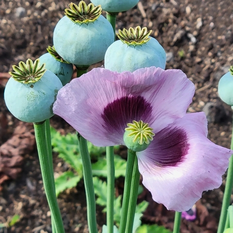       Close-up of a purple flower with buds.
  