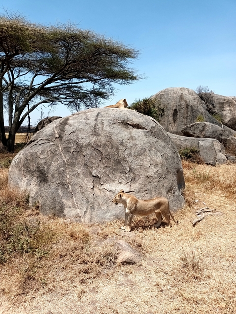 Two lions on rocks in a sunny environment.