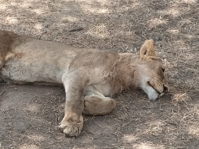       A resting lion lying on dry ground.
  