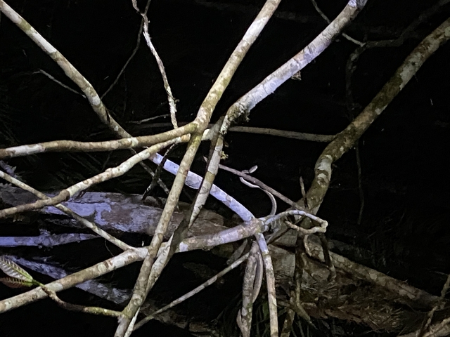       Tangled branches in a dimly lit setting
  
