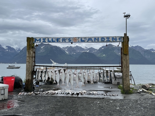       Fish hanging at Millers Landing with mountain backdrop.
  