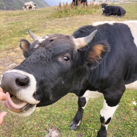      Close-up of a cow being fed in a pasture.
  