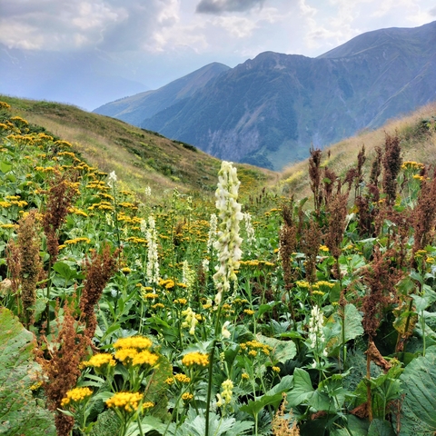       Field of wildflowers in a mountain valley.
  