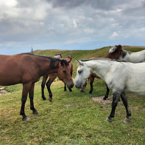       Group of horses grazing on a grassy hill.
  