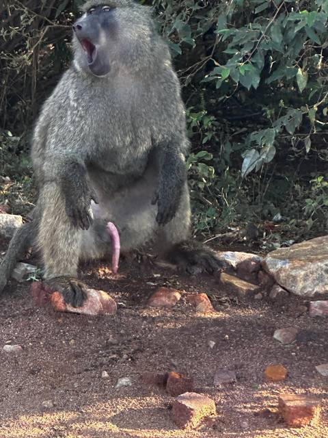       Baboon sitting near a dirt path.
  