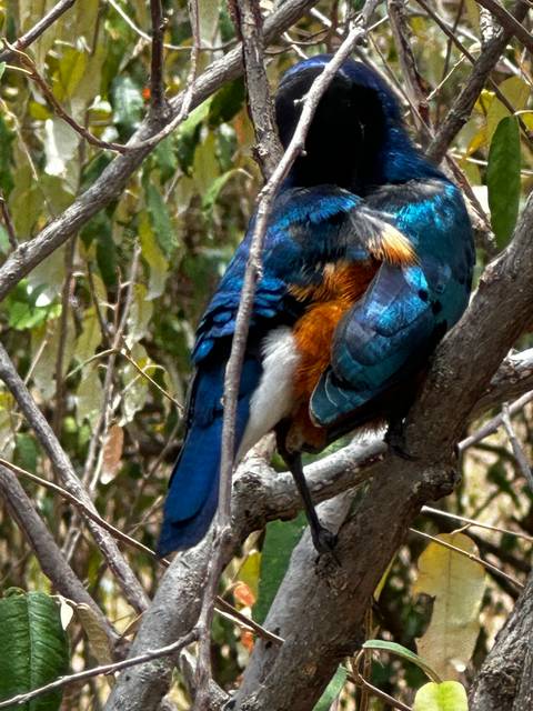       Colorful bird resting on a tree branch.
  