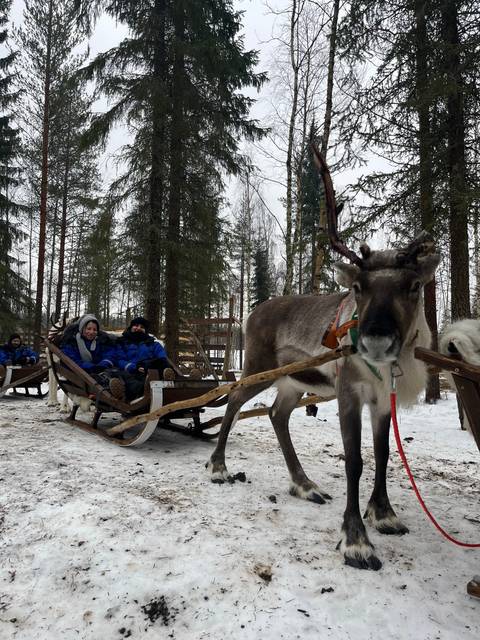 Reindeer pulling a sled through snowy forest.