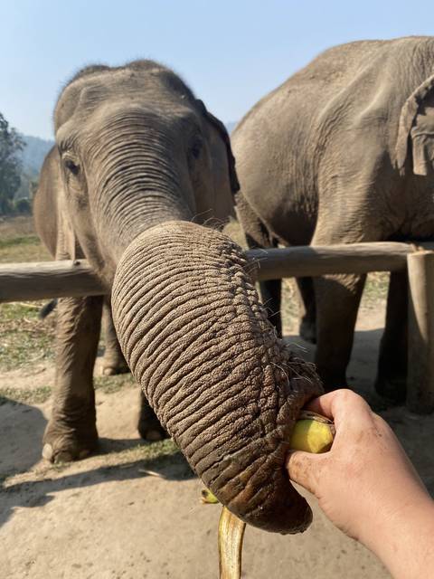 An elephant trunk reaching towards a person.