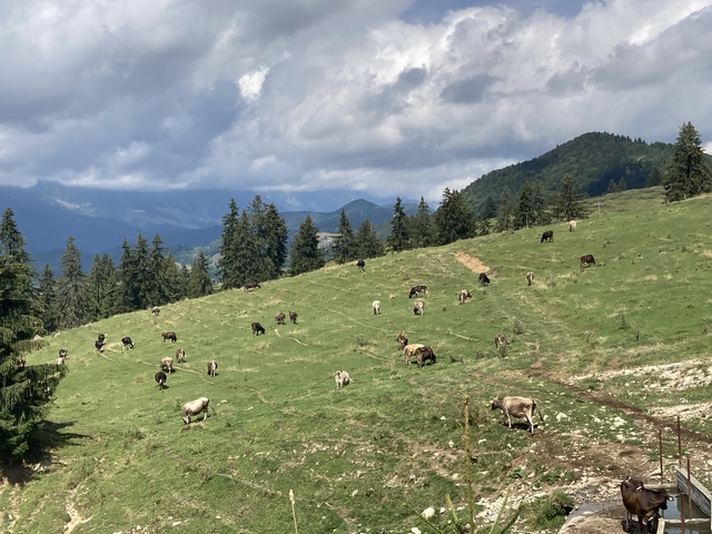 Green hillside with grazing cows and distant mountains.