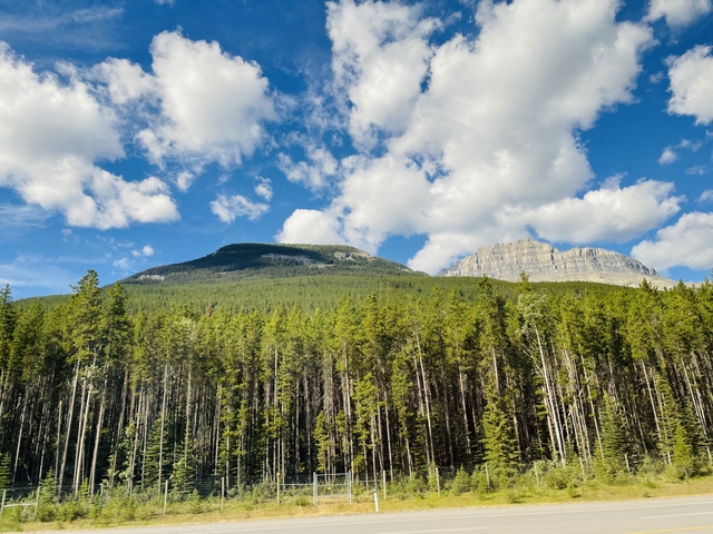       Forested hillside with blue sky and fluffy clouds.
  
