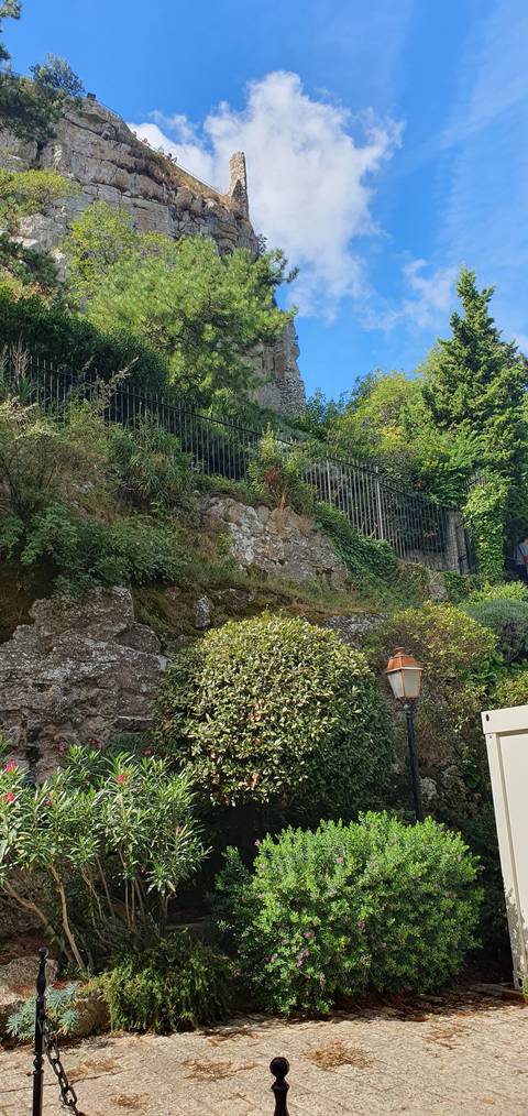 Lush greenery on a mountainside with a clear blue sky.