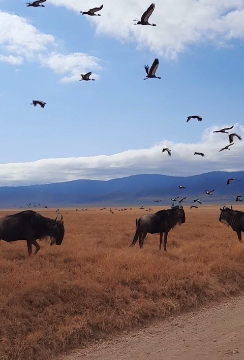 Klantbeoordelingsfoto van Privé-safari in Tanzania – middenklasse – 6 dagen 