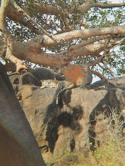 Leopard resting on a rock under a tree.