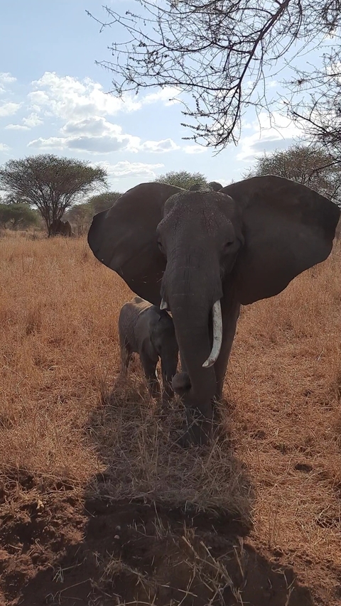 Close-up of a mother elephant with a calf in tall grass.