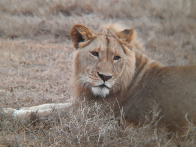 Close-up of a lion resting on grassy terrain.