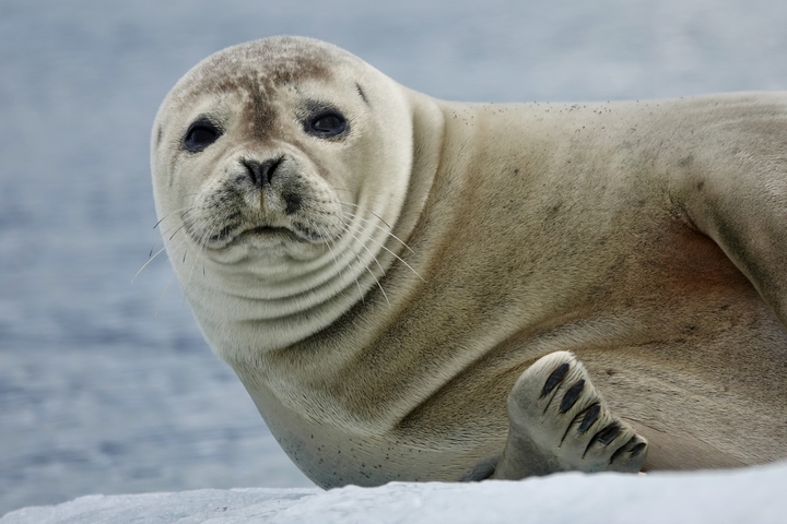       Close-up of a seal resting on a blue surface.
  