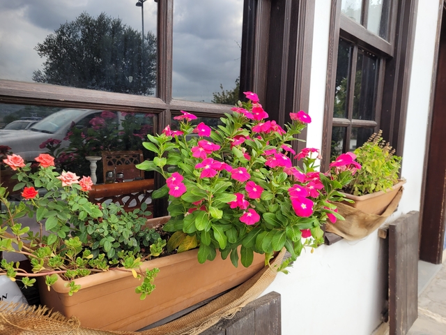      Bright pink flowers in a window box on a sunny day.
  