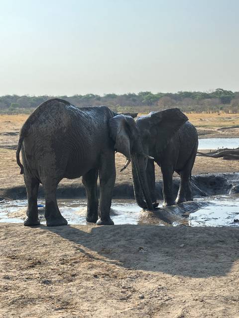 Elephants beside a waterhole.