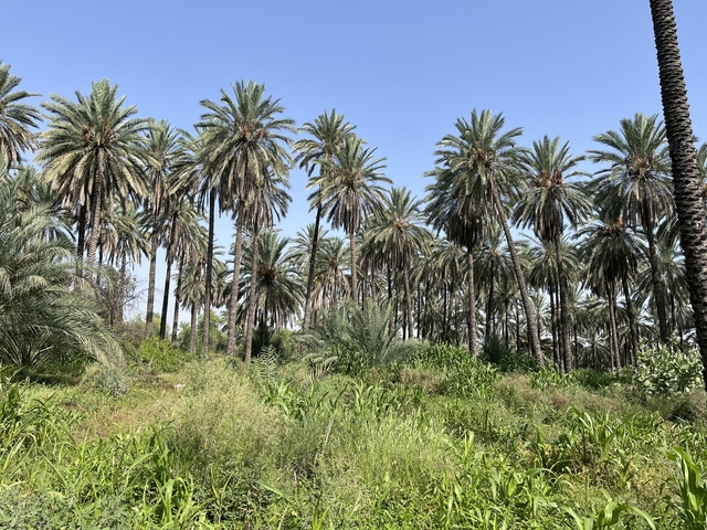       Palm forest with dense foliage in a tropical setting.
  